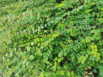 Full frame shot of plants