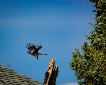 Low angle view of bird flying