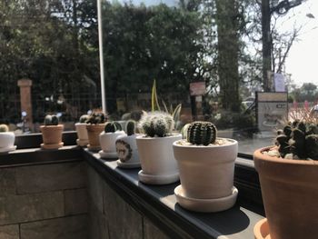 Close-up of potted plants on table