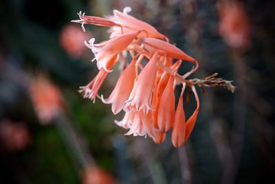 Close-up of orange flowers blooming outdoors