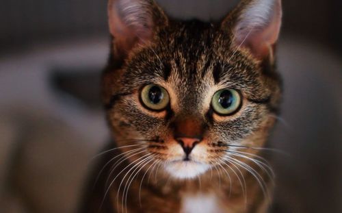Close-up portrait of cat