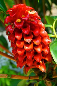 Close-up of red flower