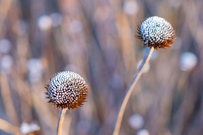 Close-up of dried plant