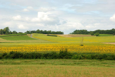 Scenic view of field against sky