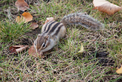 High angle view of squirrel on field