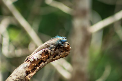 Close-up of a lizard on tree