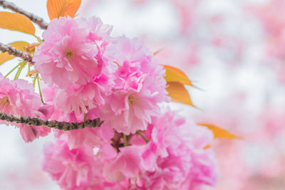 Close-up of fresh pink flowers blooming outdoors