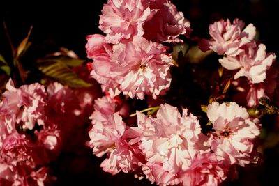 Close-up of pink cherry blossoms