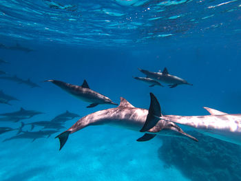 Fish swimming in sea