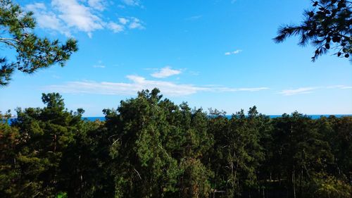 Scenic view of green forest against sky