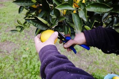 Midsection of man holding fruit