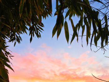 Low angle view of trees against sky