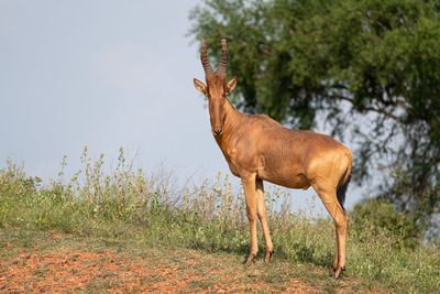 Hartebeest, alcelaphus lelwel, murchison falls national park, uganda