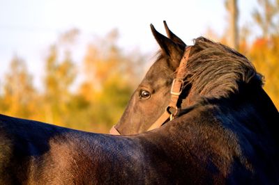 Close-up of horse