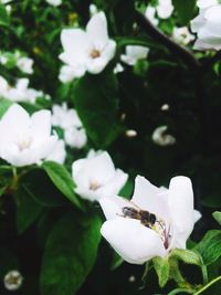 Close-up of white flowers