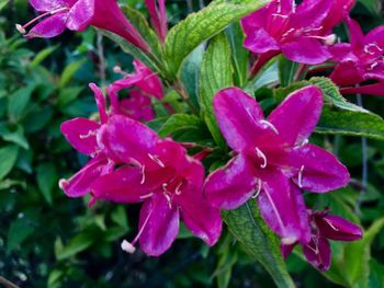 Close-up of flowers blooming outdoors