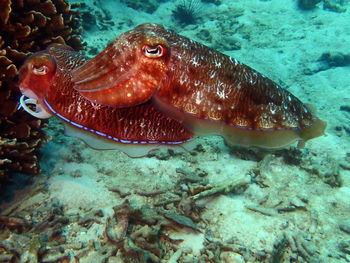 Close-up of fish swimming in sea