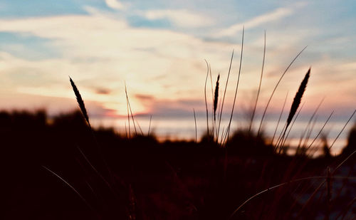 Close-up of silhouette plants on field against sunset sky