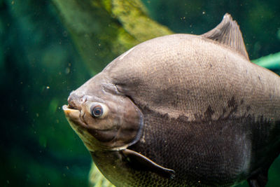 Close-up of fish swimming in sea