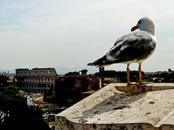 Seagull perching on a wall against building