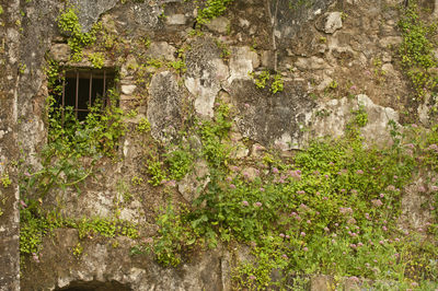 Plants growing by wall