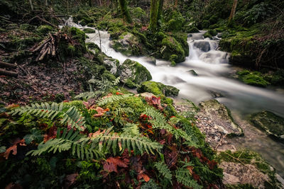 Scenic view of waterfall in forest