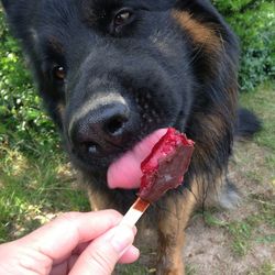 Close-up of dog sticking out tongue