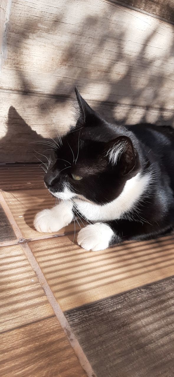 black, animal themes, animal, white, one animal, cat, pet, mammal, domestic animals, domestic cat, no people, feline, sunlight, animal body part, high angle view, wood, close-up, indoors, day, whiskers, animal wildlife