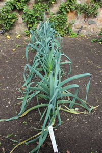 Close-up of plants