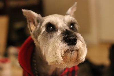 Close-up portrait of dog