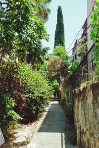 Footpath amidst trees against sky