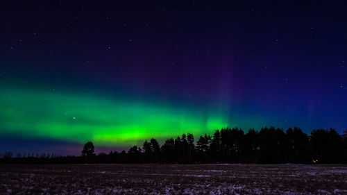 Low angle view of trees against sky at night