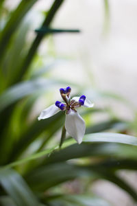 Close-up of purple flowering plant