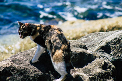 Side view of giraffe on rock