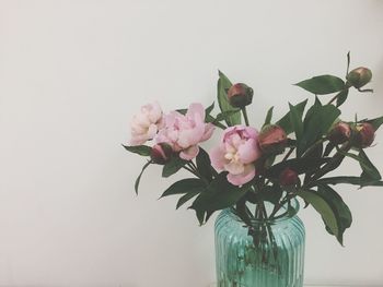 Close-up of pink flowers in vase against white background