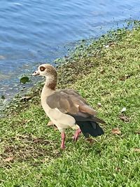 Duck on lakeshore