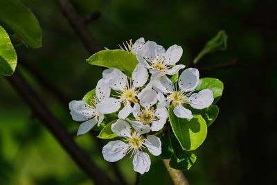 Close-up of white flowers on branch