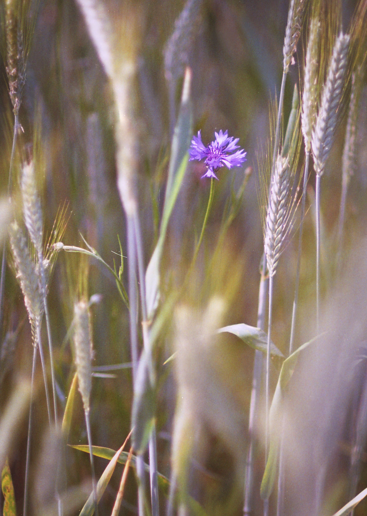 Nature, flowers, grass, sky, blue, red, yellow, green