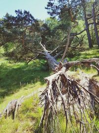 Trees on field in forest
