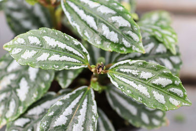 Closeup detailed veins on nerve plant leaves.