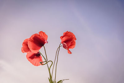 Close-up of red flowers blooming against sky