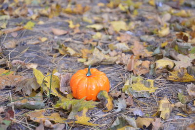 Autumn pumpkin for halloween