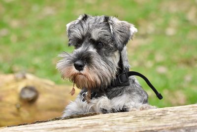 Close-up of a dog