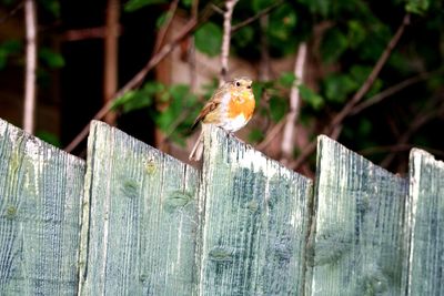 Close-up of bird perching on wooden post