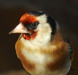 Close-up of bird