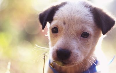 Close-up portrait of puppy