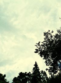 Low angle view of trees against sky