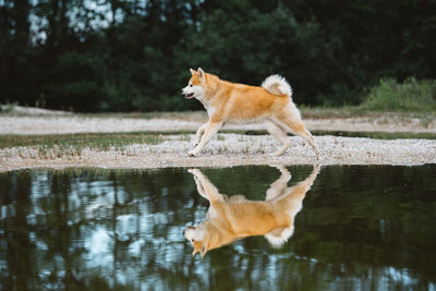 Side view of fox walking on field by lake