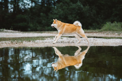 Horse on lake against trees