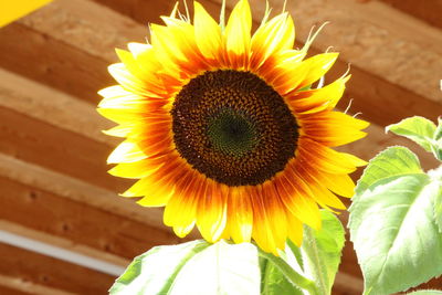 Close-up of sunflower